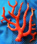 GIULIA coralli