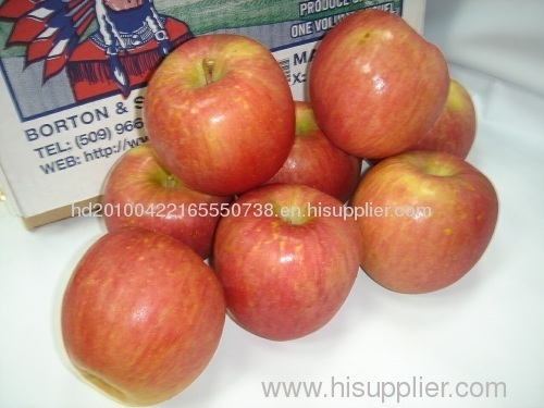 fresh Yantai fuji apple