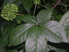 Siberian Ginseng P.E.