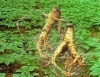 American Ginseng Root Extract