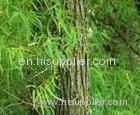 White Willow Bark P.E./Salicin willow bark extracts,/Willow withe bark extract