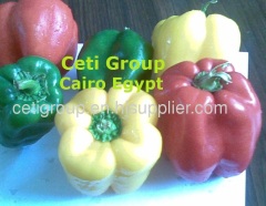 Capsicum