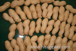 shelled peanut peanuts groundnut