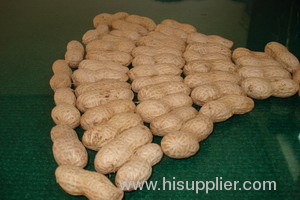 peanut in shell shelled peanut groundnut peanuts