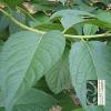 Eucommia Leaf P.E chlorogenic acid