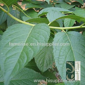 Eucommia Leaf P.E chlorogenic acid