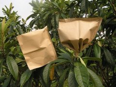 loquat paper product