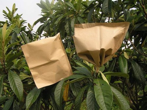 loquat bag