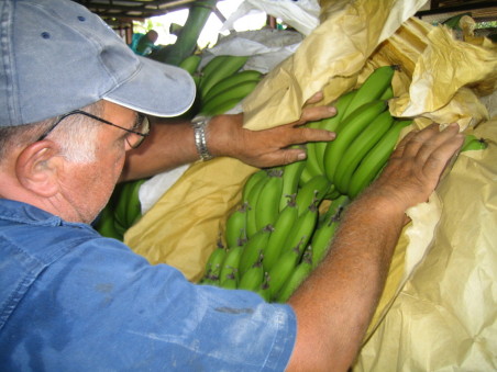 Banana protection bag