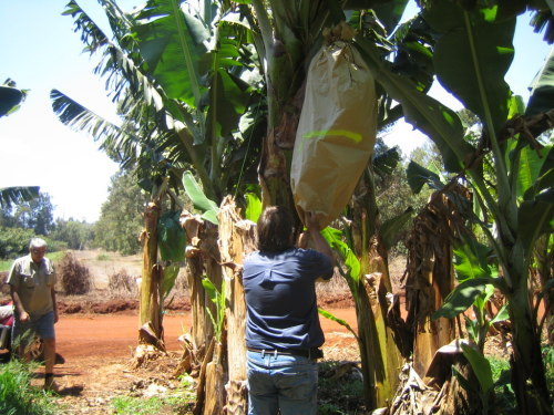 Banana bunch bag