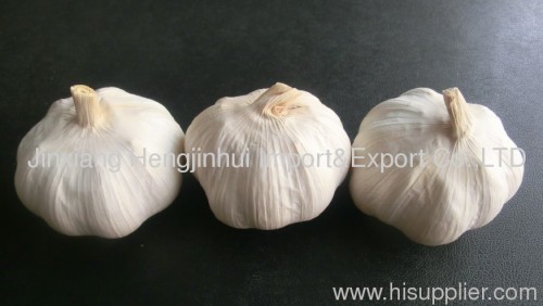 white garlic