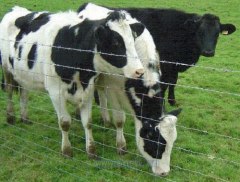 Galvanized Grassland Fence