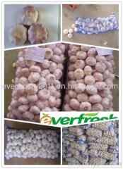 china garlic market