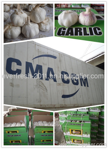 china garlic