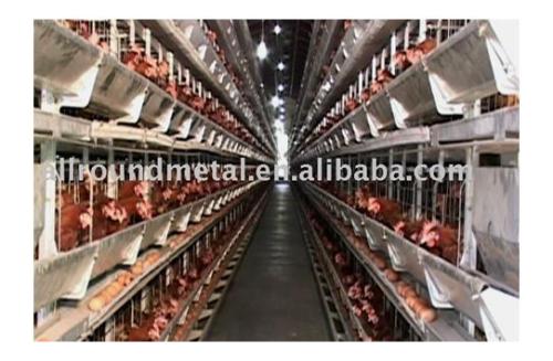 poultry Automatic equipment