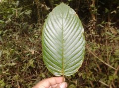 CV. Kratom herb