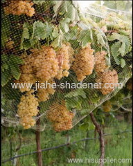 cherry tree bird netting