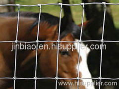 cattle and field fence