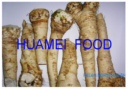 Chinese horseradish