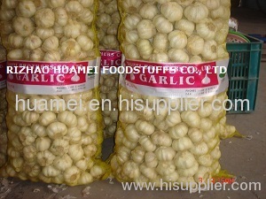 chinese fresh garlics