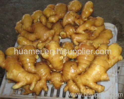chinese fresh gingers