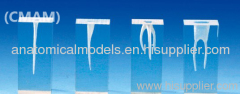 397,Root canal Model (S1 series),4pcs each set, Endodontics Area, Dental Training Products