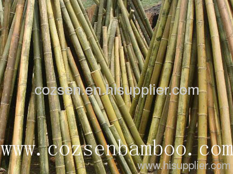 moso bamboo canes