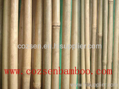 bamboo canes