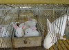 welded rabbit cage wire mesh