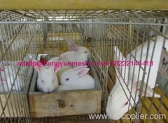 welded rabbit cage wire mesh