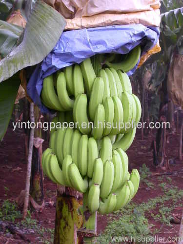 banana bags