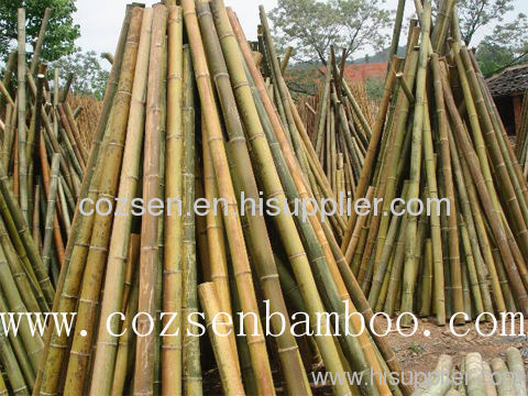 bamboo plant support
