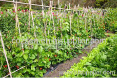 Bamboo cane in agriculture