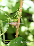 bamboo garden canes