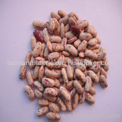 Light speckled kidney beans (2011 Crop)