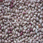 Light speckled kidney beans(round)