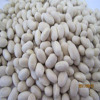 Japan white kidney beans (2010 Crop)