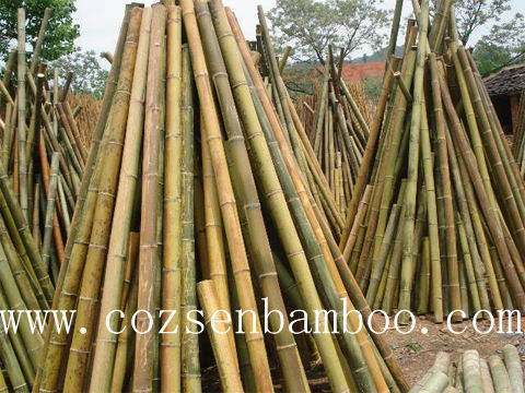 bamboo plant supports