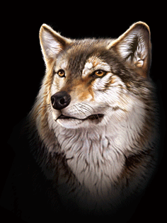 3d wolf picture art picture