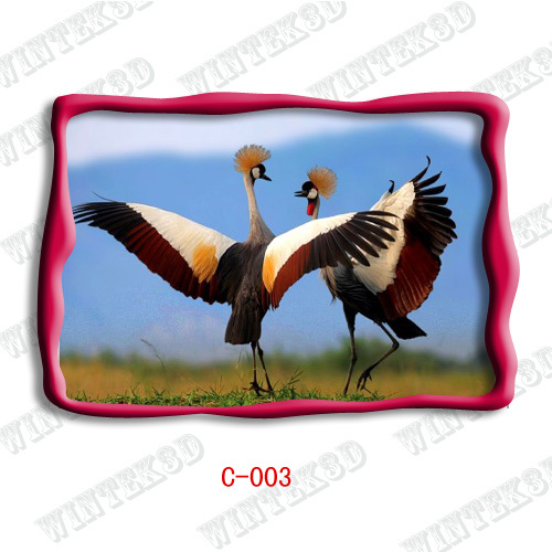 3d bird picture postcard