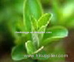 Fisetin Smoketree. P.E. Factory price