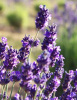Lavandula Angustifolia Lavender Oil for Soap Making