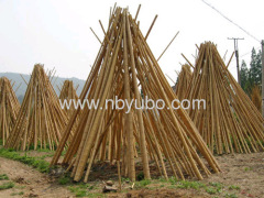 Bamboo Poles