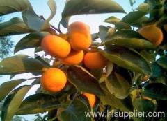 persimmon leaf total flavonoids