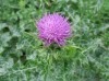 Milk Thistle extract Silymarin 80%