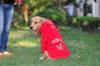 pet, pet clothing,dog clothes,pet clothes,apparel