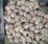 chinese jinxiang fresh garlic of all sizes
