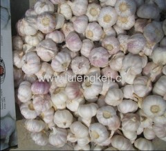 chinese jinxiang fresh garlic of all sizes