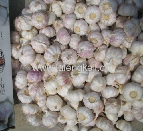 garlic normal white garlic fresh garlic