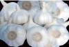 fresh chinese jinxiang garlic of all sizes
